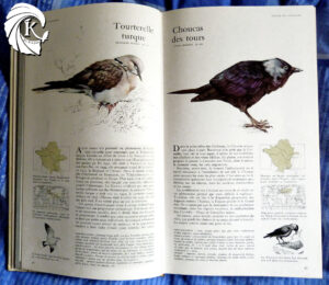 Guide des oiseaux tourterelle turque choucas des tours