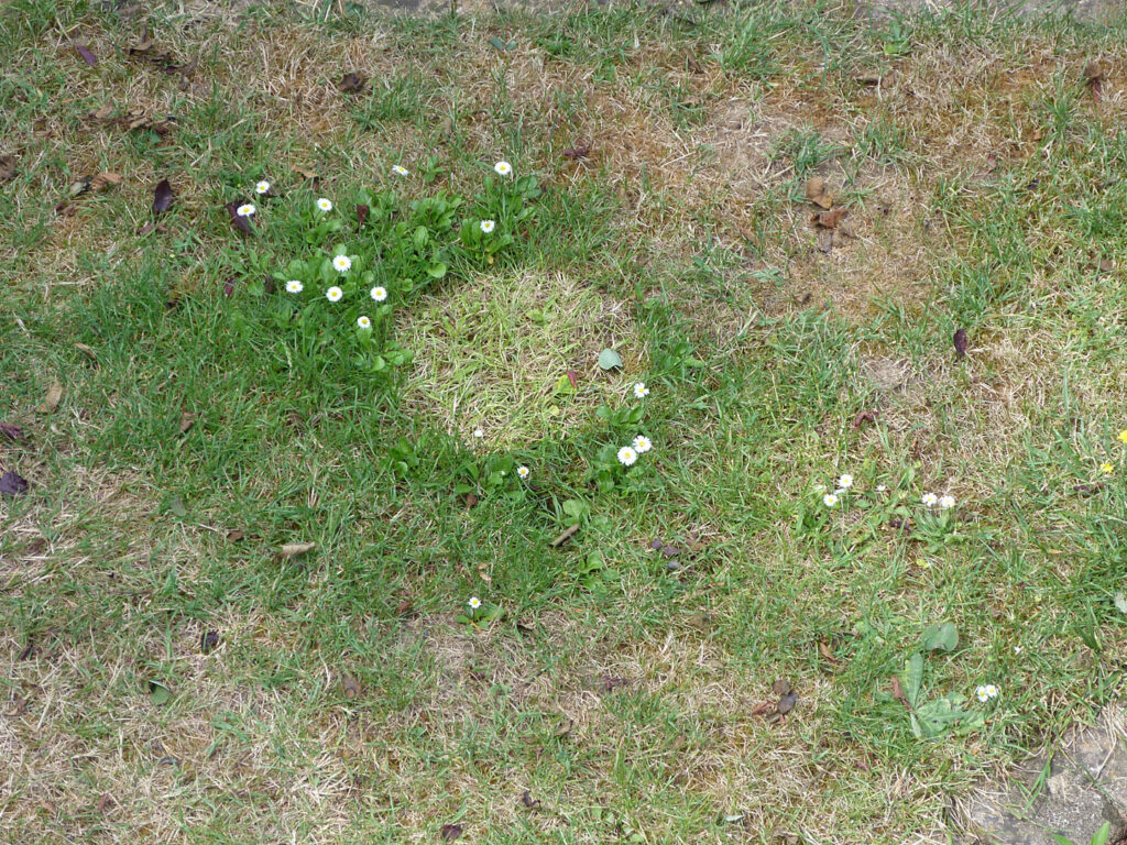 Crop circle cercle de culture